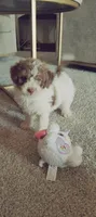 Teddy, a male Miniature Aussiedoodle for sale in Independence, MO – 3 of 3