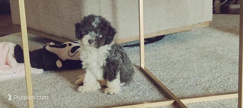 Bruno – Miniature Aussiedoodle puppy for sale in Independence, MO