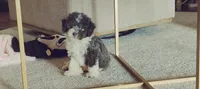 Bruno, a male Miniature Aussiedoodle for sale in Independence, MO – 1 of 2