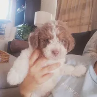 Teddy, a male Miniature Aussiedoodle for sale in Independence, MO – 1 of 3