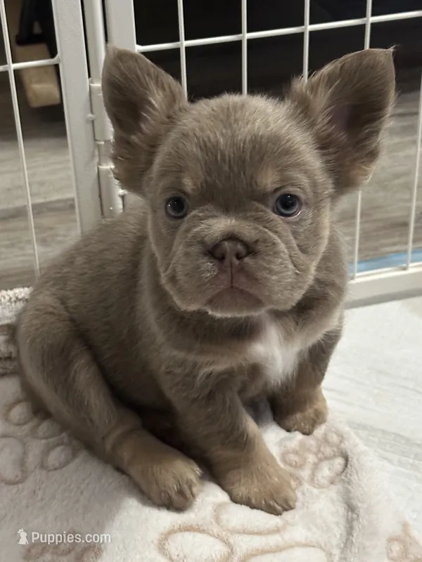 Argent  – French Bulldog puppy for sale in Hollywood, FL