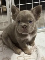 Argent , a male French Bulldog for sale in Hollywood, FL – 1 of 2