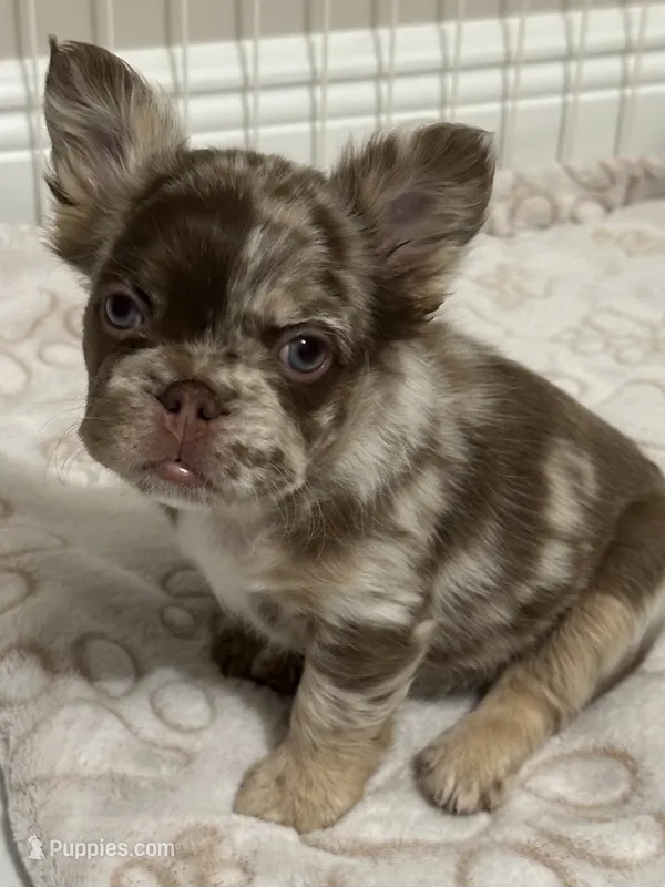 Harley – French Bulldog puppy for sale in Hollywood, FL