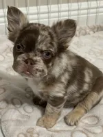 Harley, a female French Bulldog for sale in Hollywood, FL – 1 of 2