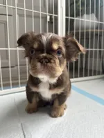 Hershey, a male French Bulldog for sale in Hollywood, FL – 1 of 2