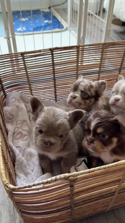Argent , a male French Bulldog for sale in Hollywood, FL – 2 of 2