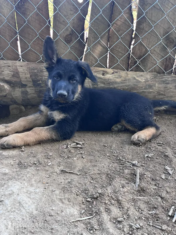 Oz – German Shepherd Dog puppy for sale in Fowler, CO