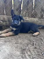 Oz, a male German Shepherd Dog for sale in Fowler, CO – 1 of 5