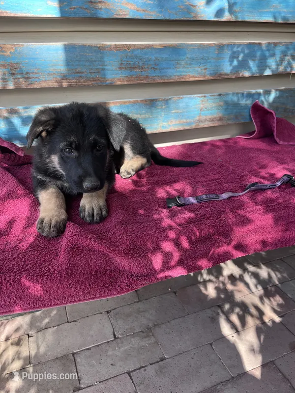 Purple puppy  – German Shepherd Dog puppy for sale in Fowler, CO