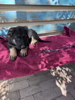 Purple puppy , a female German Shepherd Dog for sale in Fowler, CO – 1 of 2