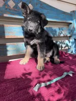 Teal puppy , a male German Shepherd Dog for sale in Fowler, CO – 2 of 2