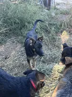 Addie, a female German Shepherd Dog for sale in Fowler, CO – 8 of 10