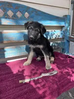 Shay, a female German Shepherd Dog for sale in Fowler, CO – 2 of 3