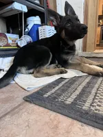 Addie, a female German Shepherd Dog for sale in Fowler, CO – 7 of 10
