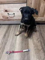 Red puppy , a male German Shepherd Dog for sale in Fowler, CO – 4 of 7
