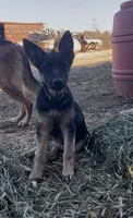 Addie, a female German Shepherd Dog for sale in Fowler, CO – 2 of 10