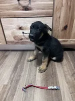 Red puppy , a male German Shepherd Dog for sale in Fowler, CO – 6 of 7