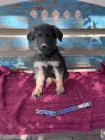 Blue puppy , a male German Shepherd Dog for sale in Fowler, CO – 2 of 3