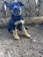 Oz, a male German Shepherd Dog for sale in Fowler, CO – 3 of 5