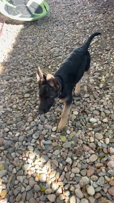 Addie, a female German Shepherd Dog for sale in Fowler, CO – 9 of 10