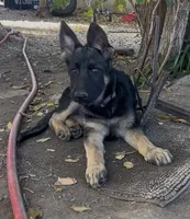 Addie, a female German Shepherd Dog for sale in Fowler, CO – 10 of 10