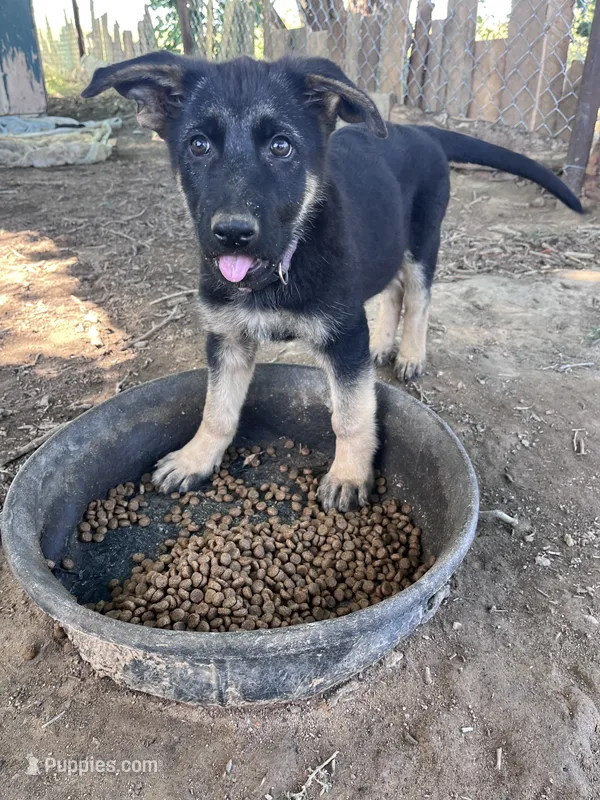 Purple puppy  – German Shepherd Dog puppy for sale in Fowler, CO