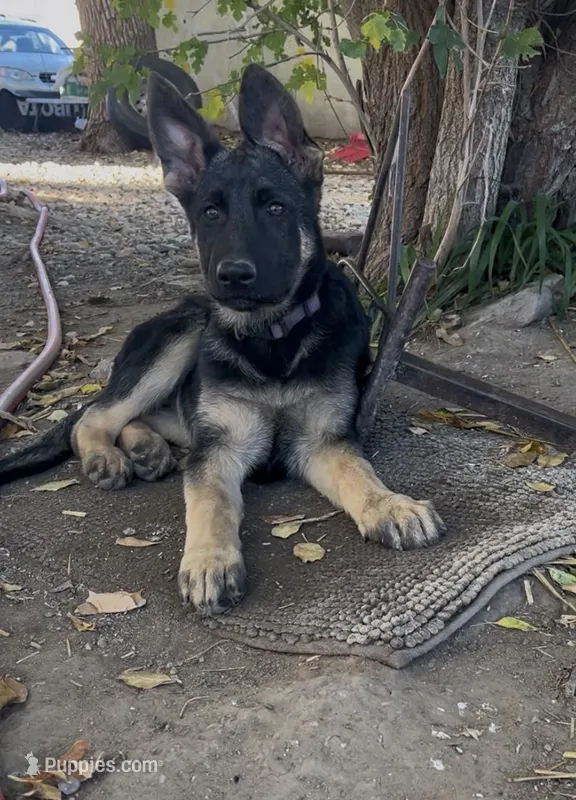 Addie – German Shepherd Dog puppy for sale in Fowler, CO
