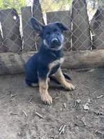 Oz, a male German Shepherd Dog for sale in Fowler, CO – 4 of 5