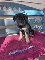 Blue puppy , a male German Shepherd Dog for sale in Fowler, CO – 3 of 3