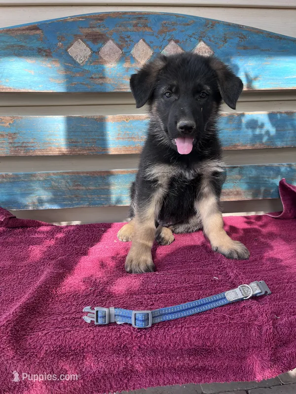 Blue puppy  – German Shepherd Dog puppy for sale in Fowler, CO