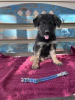 Blue puppy , a male German Shepherd Dog for sale in Fowler, CO – 1 of 3