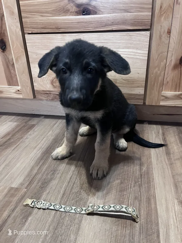 Shay – German Shepherd Dog puppy for sale in Fowler, CO