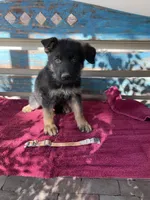 Orange puppy , a male German Shepherd Dog for sale in Fowler, CO – 3 of 3
