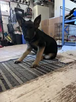 Addie, a female German Shepherd Dog for sale in Fowler, CO – 4 of 10