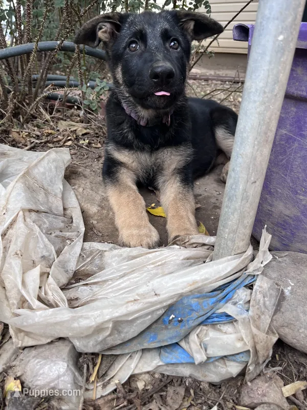 Purple puppy  – German Shepherd Dog puppy for sale in Fowler, CO