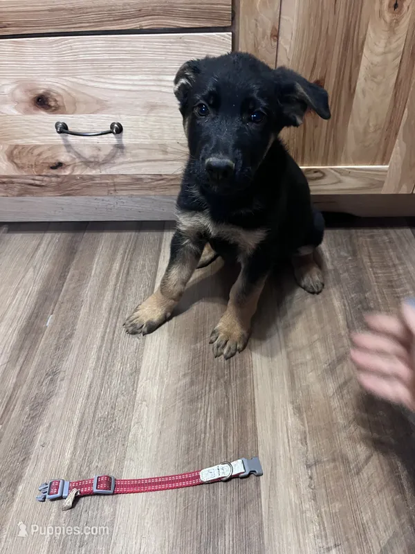 Red puppy  – German Shepherd Dog puppy for sale in Fowler, CO