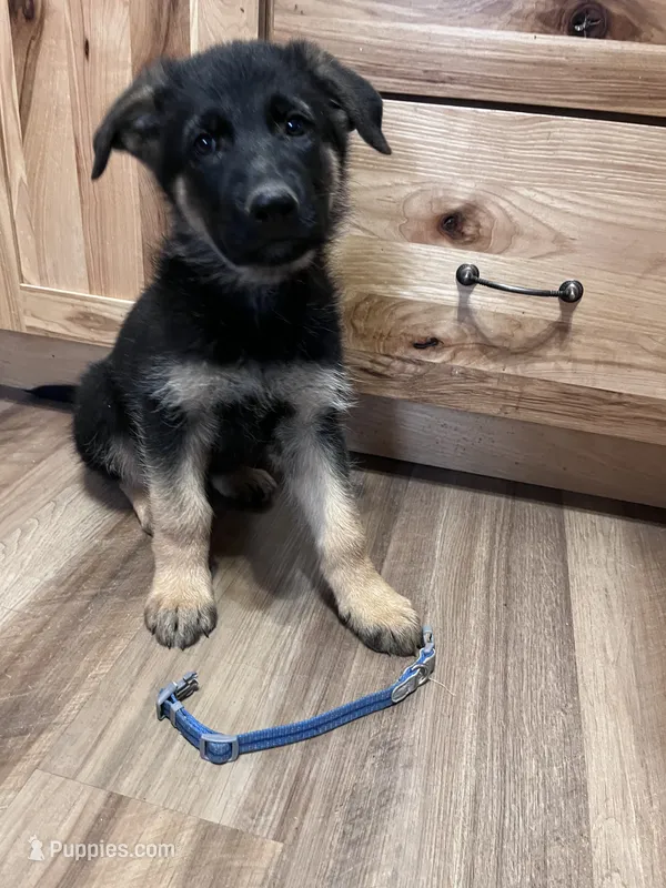 Blue puppy  – German Shepherd Dog puppy on hold in Fowler, CO