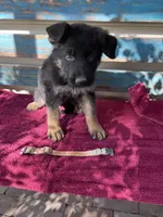 Orange puppy , a male German Shepherd Dog for sale in Fowler, CO – 2 of 3