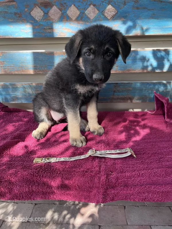 Shay – German Shepherd Dog puppy for sale in Fowler, CO