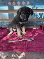 Shay, a female German Shepherd Dog for sale in Fowler, CO – 1 of 3