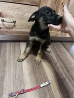 Red puppy , a male German Shepherd Dog for sale in Fowler, CO – 5 of 7