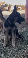 Addie, a female German Shepherd Dog for sale in Fowler, CO – 6 of 10
