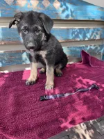 Purple puppy , a female German Shepherd Dog for sale in Fowler, CO – 2 of 2