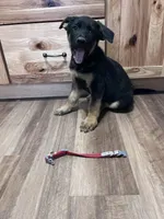 Red puppy , a male German Shepherd Dog for sale in Fowler, CO – 7 of 7