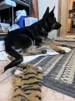 Addie, a female German Shepherd Dog for sale in Fowler, CO – 3 of 10