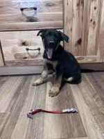 Red puppy , a male German Shepherd Dog for sale in Fowler, CO – 2 of 7