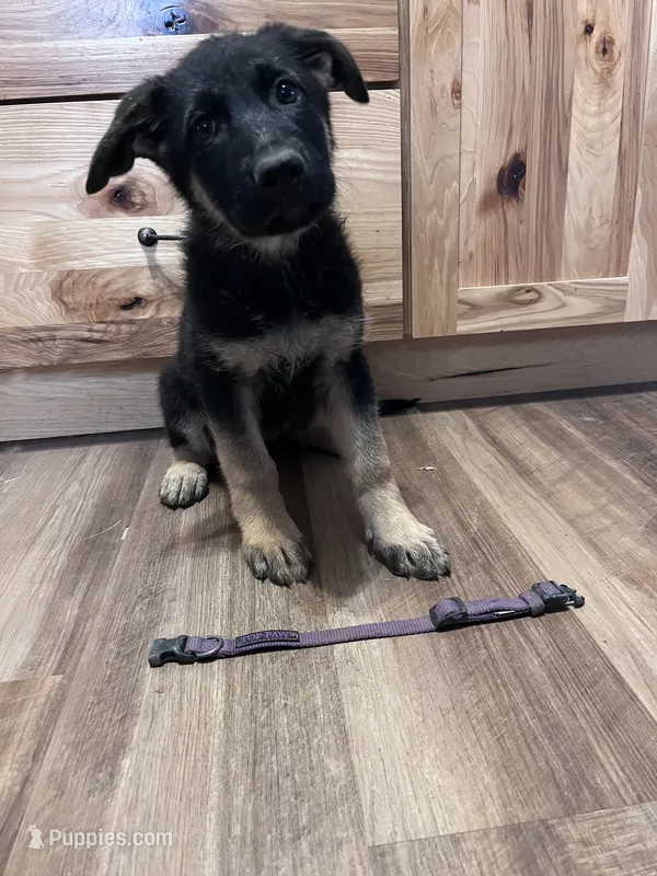Purple puppy  – German Shepherd Dog puppy on hold in Fowler, CO