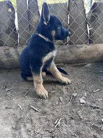 Oz, a male German Shepherd Dog for sale in Fowler, CO – 2 of 5