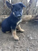 Oz, a male German Shepherd Dog for sale in Fowler, CO – 5 of 5