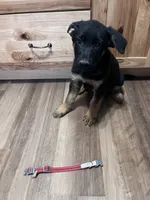 Red puppy , a male German Shepherd Dog for sale in Fowler, CO – 3 of 7